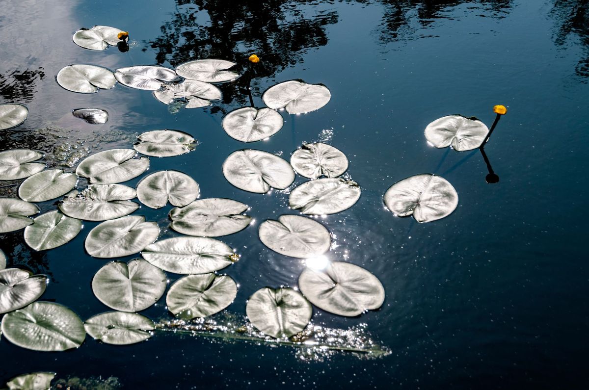 A newly built backyard pool in Gainesville under bright summer sun, with a pump and filter equipment pad beside it, scattered oak leaves and yellow pollen on the water surface, and dark rain clouds in the distance suggesting frequent weather swings