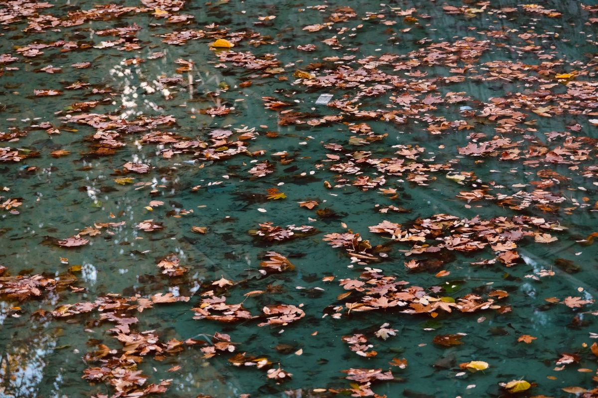 A close view of a pool maintenance scene with a long-handled brush scrubbing the rough interior wall of a concrete pool while a skimmer net and floating leaves sit nearby on the water surface, contrasted with a smooth fiberglass step area in the same frame